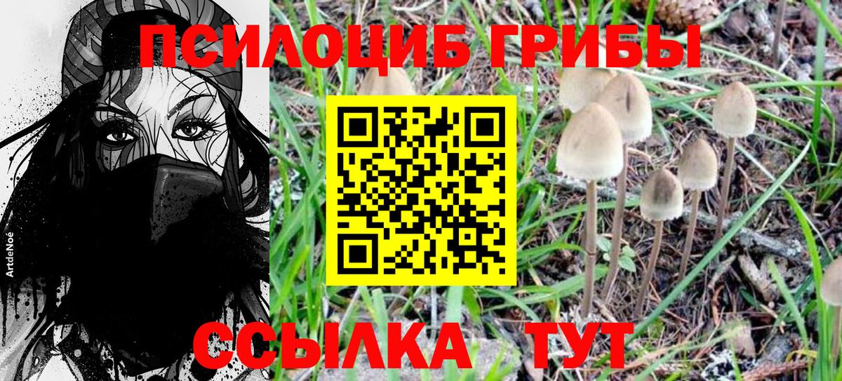 Галлюциногенные грибы Psilocybine cubensis Арсеньев